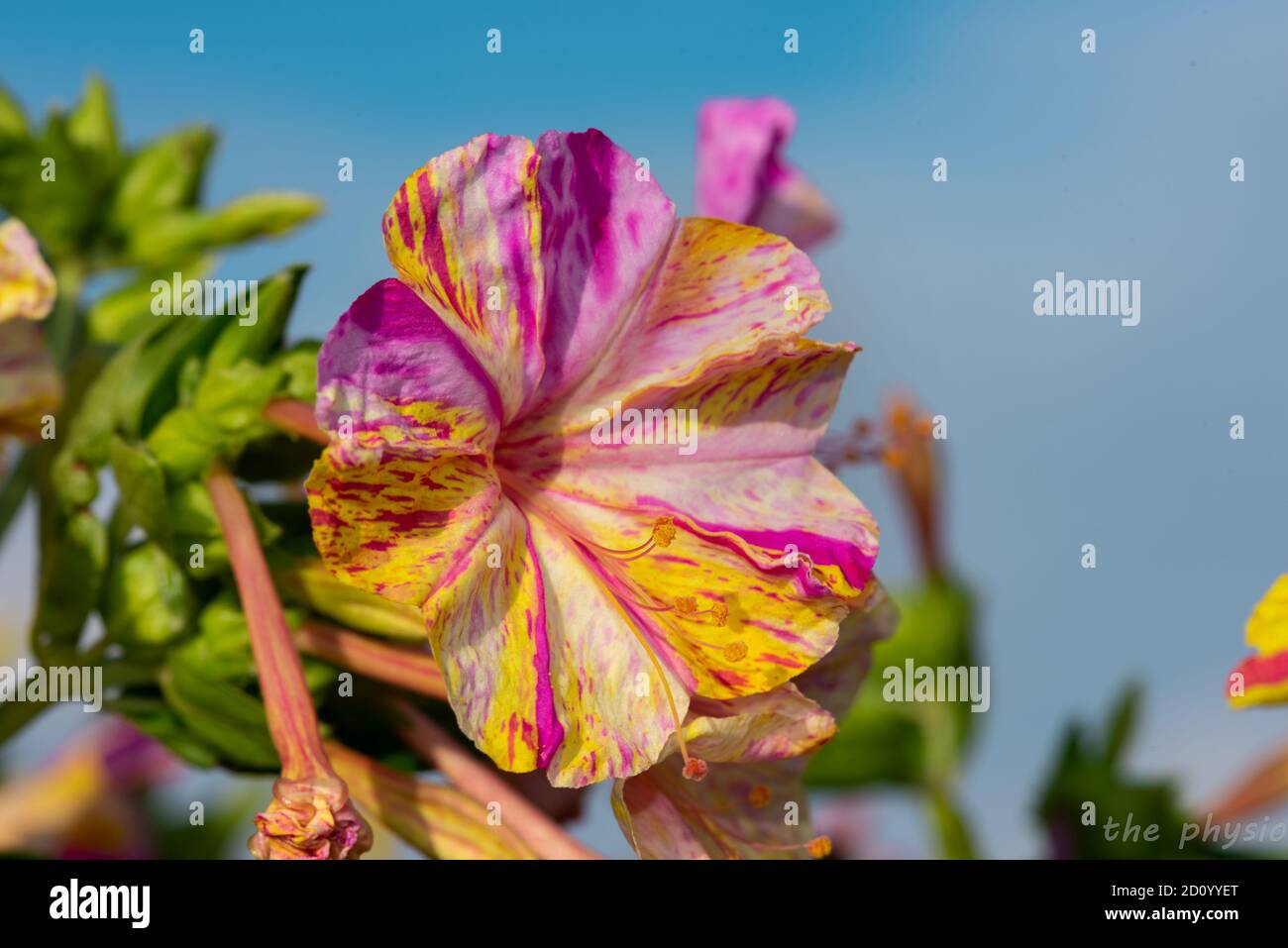 les fleurs de mon jardin Banque D'Images