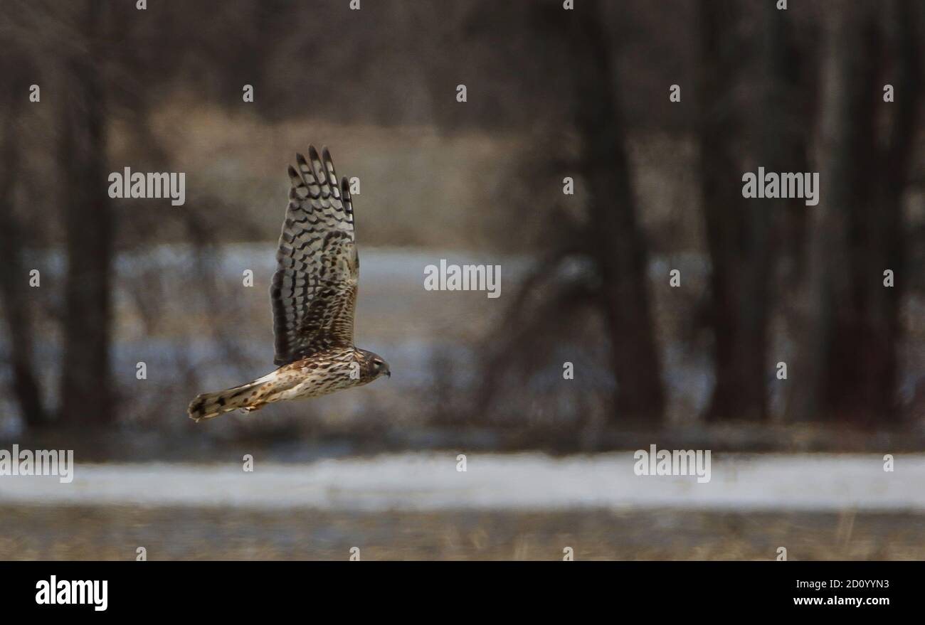 Femelle de Northern Harrier en vol Banque D'Images