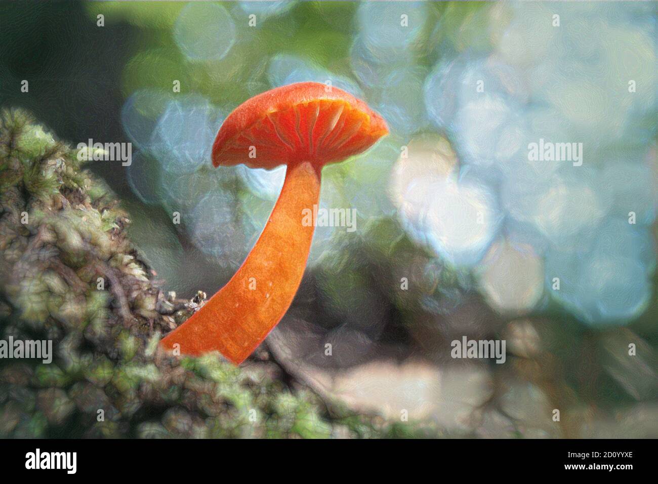 Gros plan sur les champignons Hygrocybe de couleur orange vif Banque D'Images