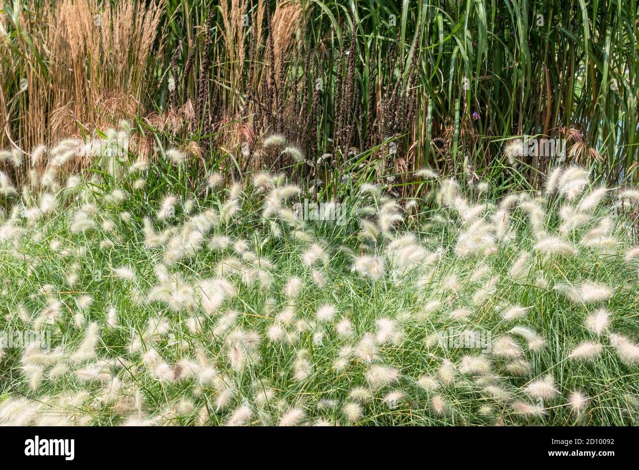 Pennisetum villosum ou Feathertop Banque D'Images