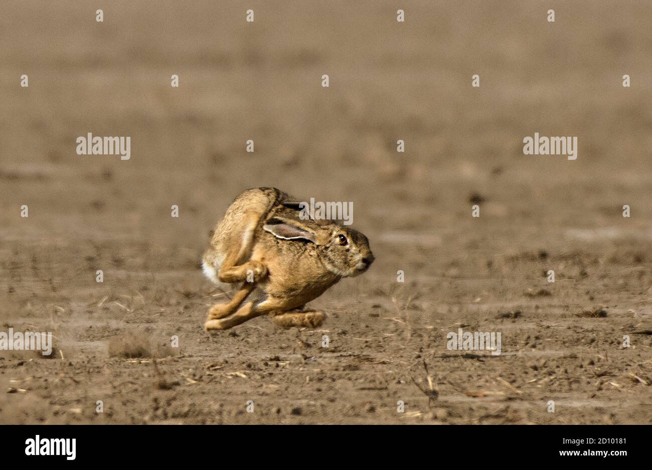 Les lièvres (Lepus) et les lapins sont des léporidés appartenant au genre Lepus. Les lièvres sont classées dans la même famille que les lapins. Banque D'Images