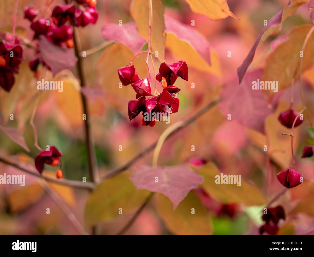 Gros plan des baies rouges de l'arbuste de jardin Euonymus maximiczianus en automne Banque D'Images