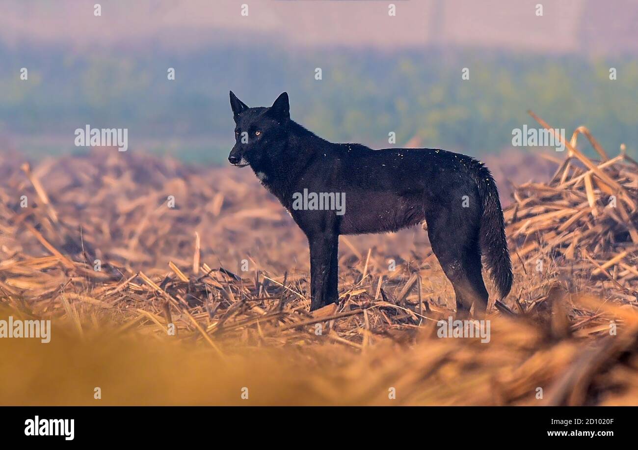 Le loup indien est une sous-espèce de loup gris qui s'étend de l'Asie du Sud-Ouest au sous-continent indien. Banque D'Images