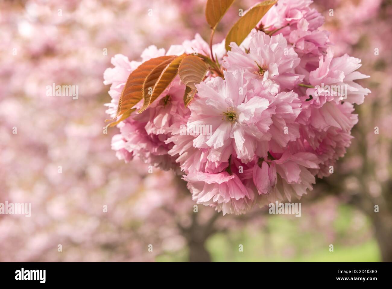 Gros plan de fleurs Sakura roses sur l'arbre - cerise floraison au printemps Banque D'Images