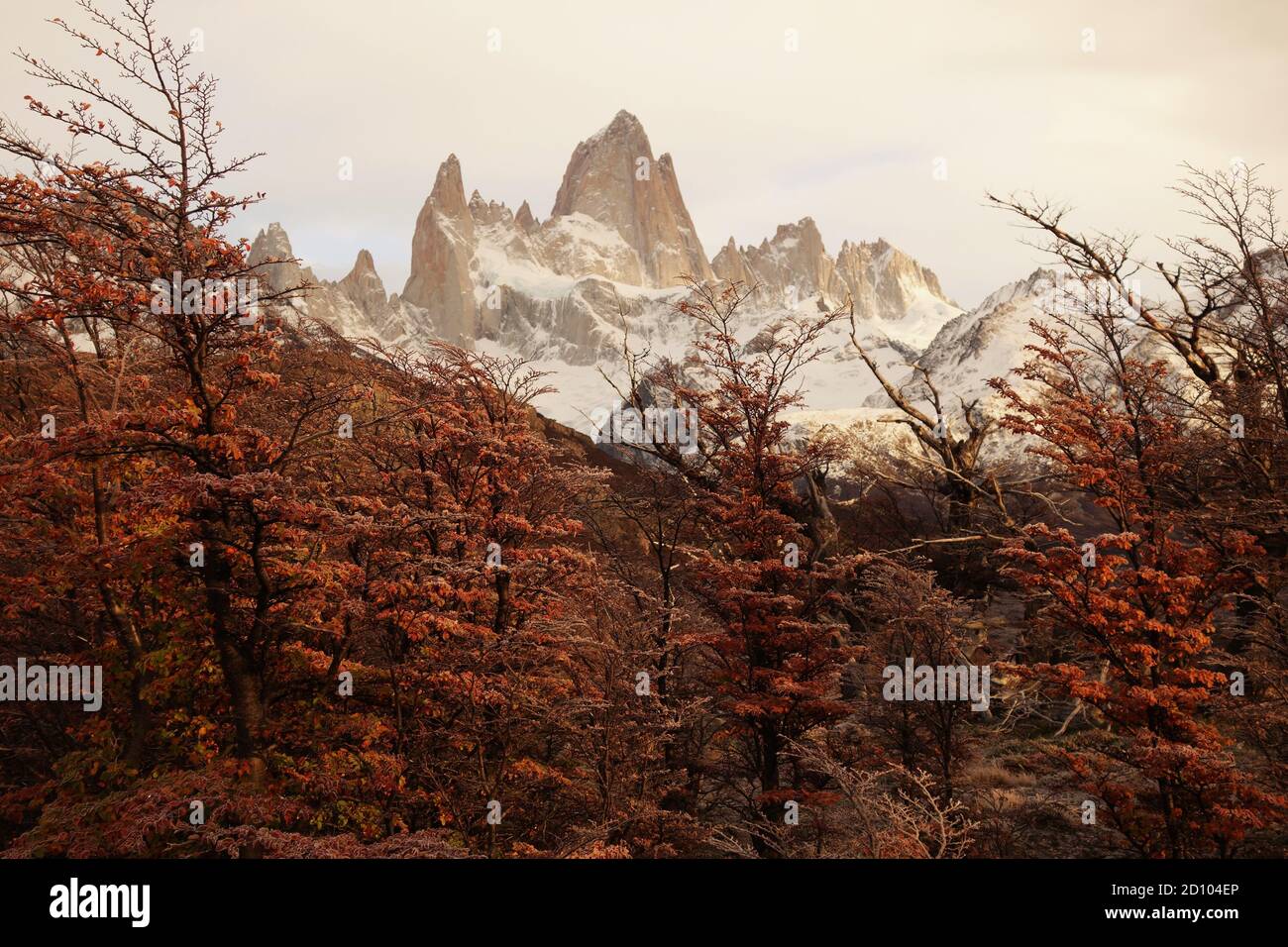 Belle vue sur le Mont fitz roy à travers les couleurs automnales de la forêt, El chalten Banque D'Images