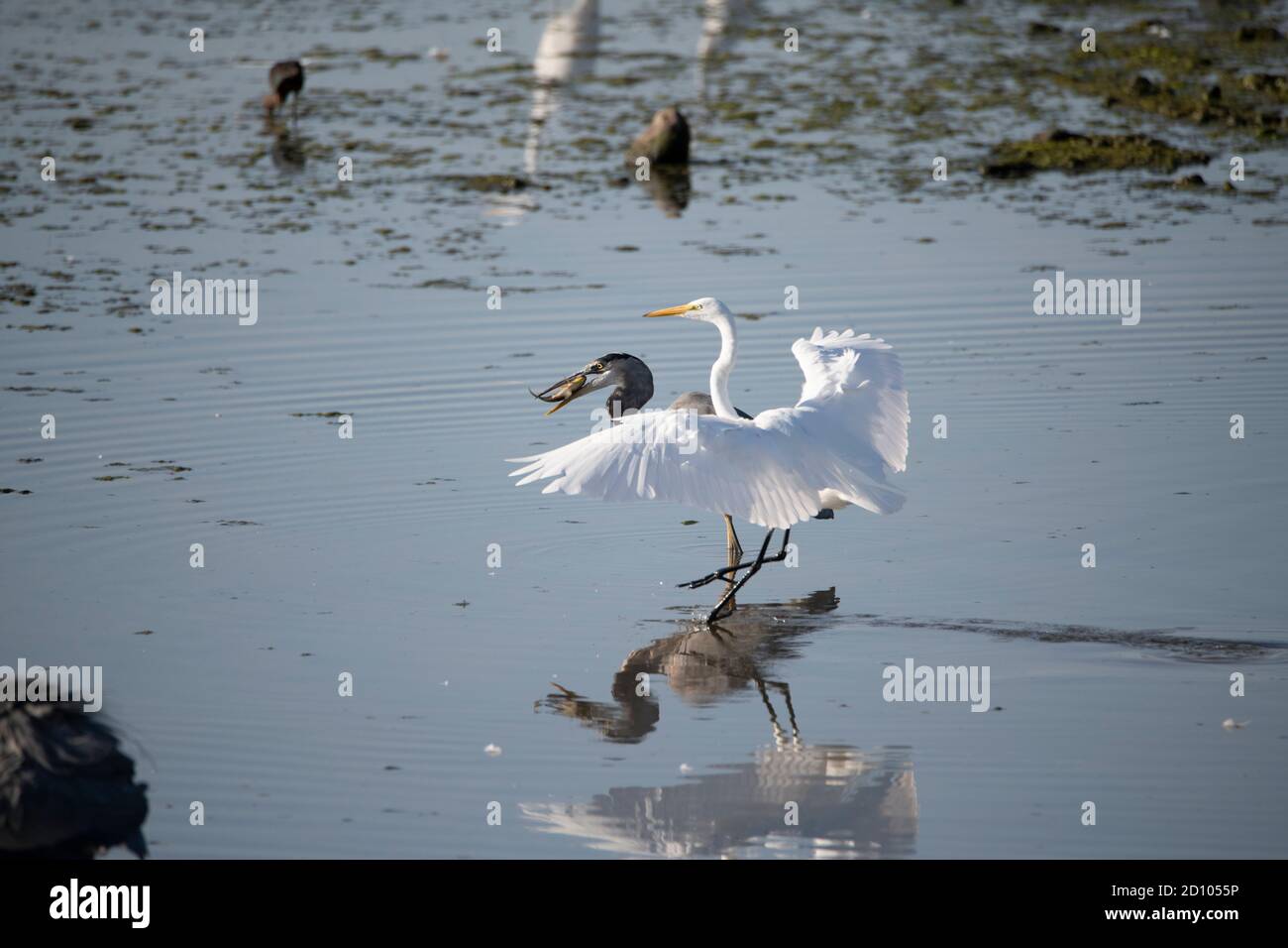 Grand héron bleu avec un poisson tout en étant chassé par une grande aigrette Banque D'Images