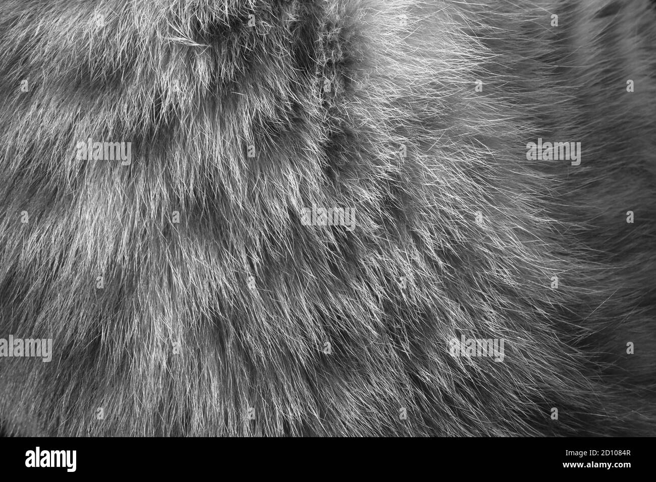 une vue rapprochée de la peau de chat en noir & photo blanche Banque D'Images