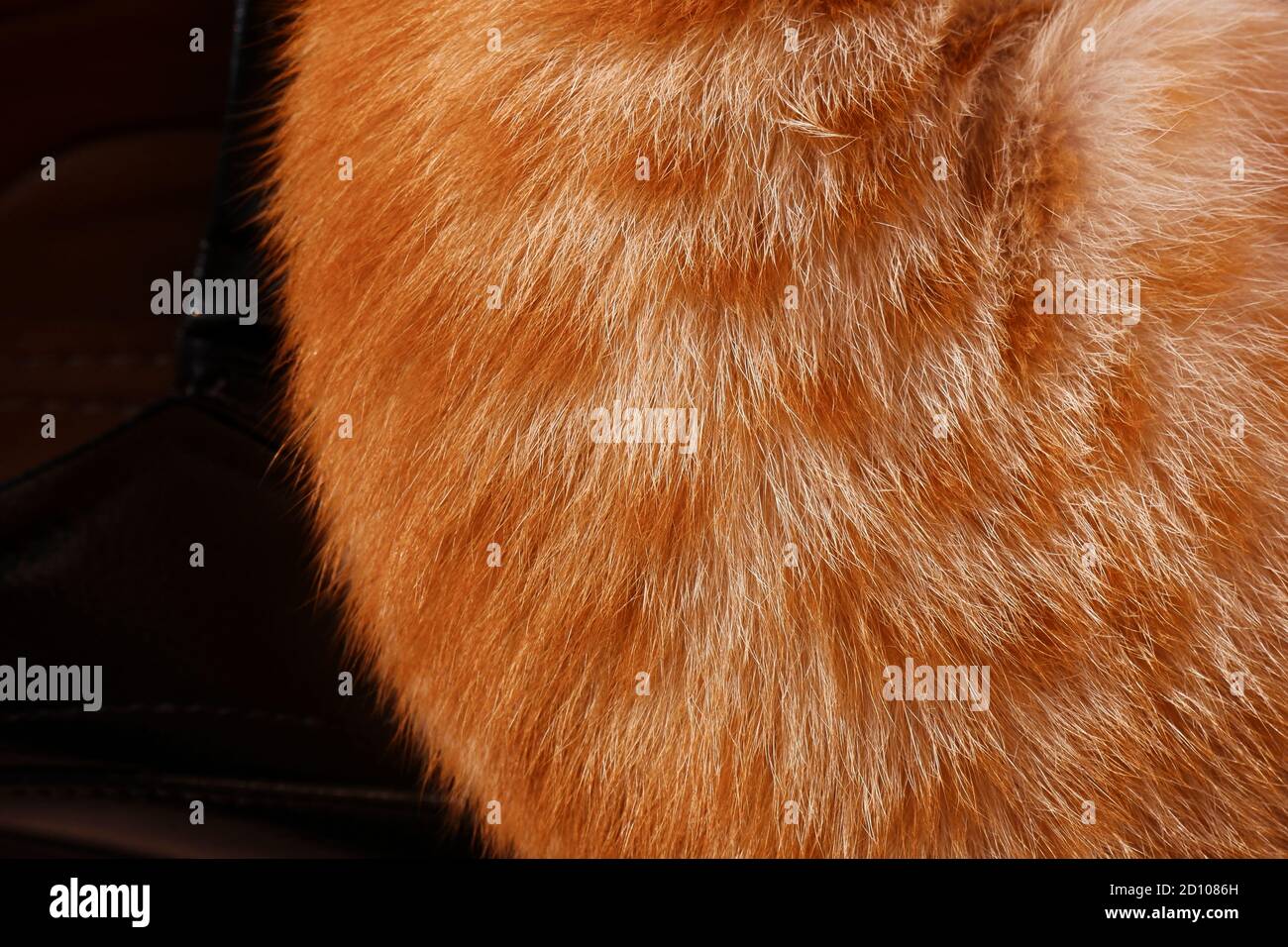 gros plan sur la texture des cheveux de chat orange au gingembre Banque D'Images