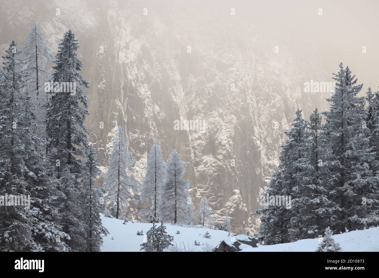 Paysage de montagne d'hiver. Arbres enneigés devant la montagne, rétroéclairés par une belle lumière dorée. Banque D'Images