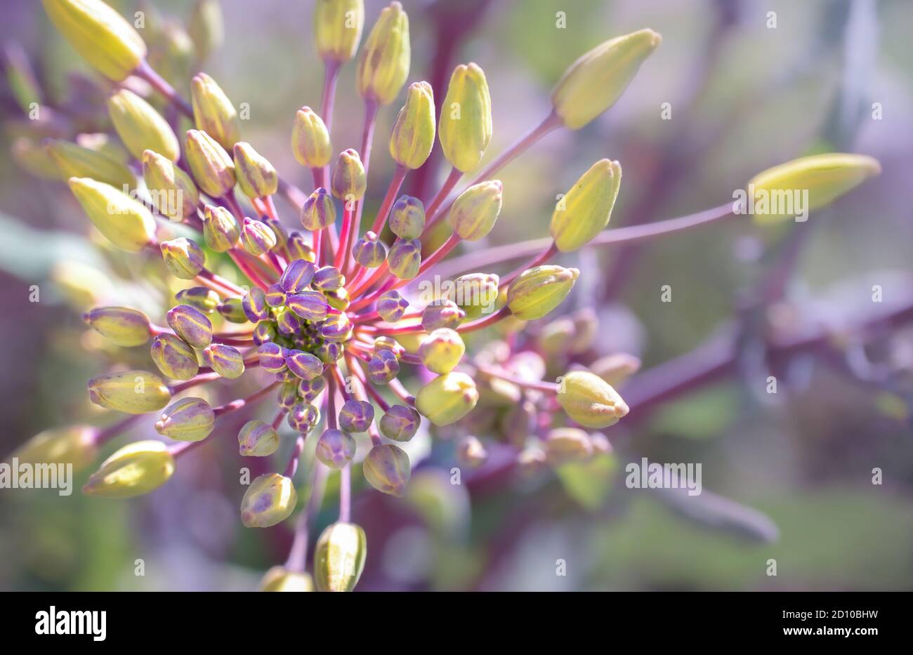 Vue de dessus des bourgeons de kale russe rouge prêts à fleurir. (Brassica oleracea) joli gros plan de boutons fermés vert jaune avec des tiges roses et pourpres chaudes. Banque D'Images
