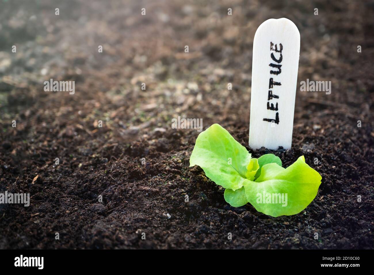 Il vient d'émerger plantule de plante de laitue avec étiquette de nom en bois. Entouré par le sol. Laitue de chou (Lactuca sativa). Gros plan. Légume planté à partir de semences. Banque D'Images