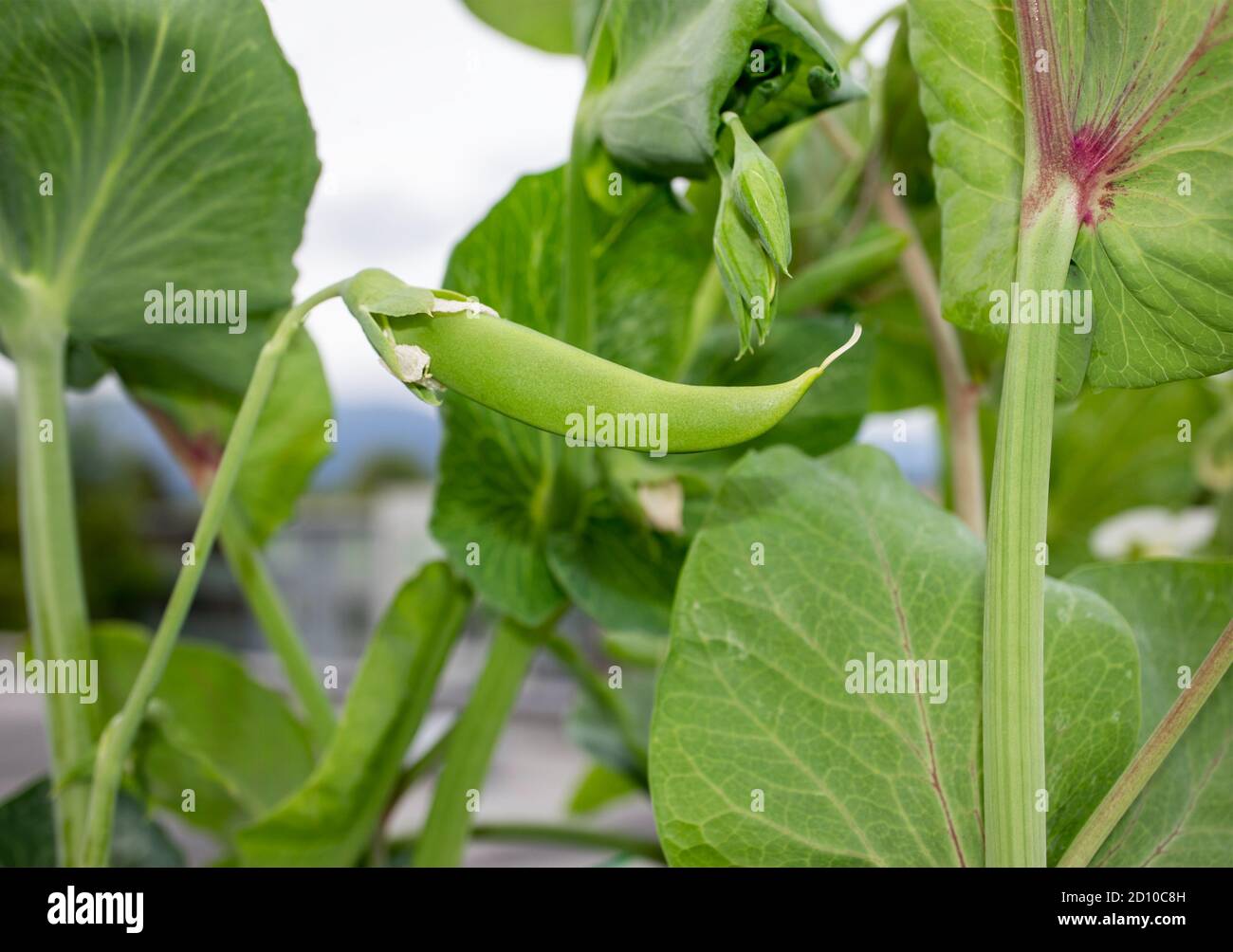 Gros plan de la gousse de pois à neige encore à l'usine. Arrière-plan du bâtiment du bokeh mou et d'autres plantes telles que la Pée à neige de la brume pourpre et la Pée à sucre. Jardinage urbain Banque D'Images