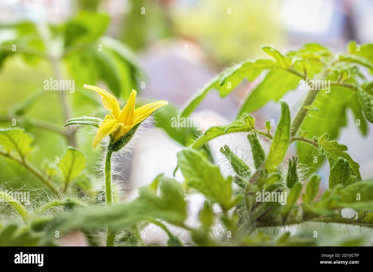 Gros plan sur la fleur de tomates cerises. Première fleur jaune ouverte. Bourgeons et feuilles doux et fermés. La plante de tomate détermine 'Tumbling Tom Red' sur le rebord de la fenêtre. Banque D'Images