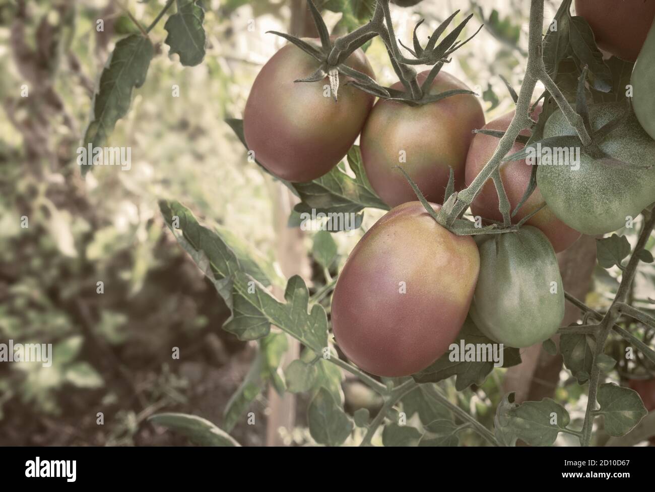 Les tomates mûrissent sur les branches d'un buisson. Banque D'Images