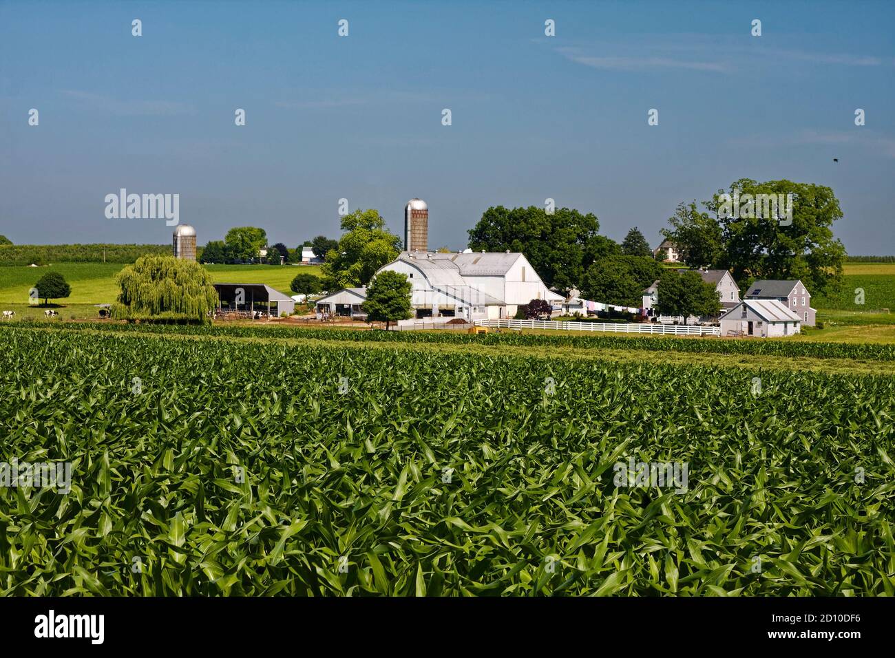 Ferme Amish, maisons, granges, silos, champ de maïs, scène rurale, pas d'électricité, Pennsylvanie; comté de Lancaster; PA Banque D'Images