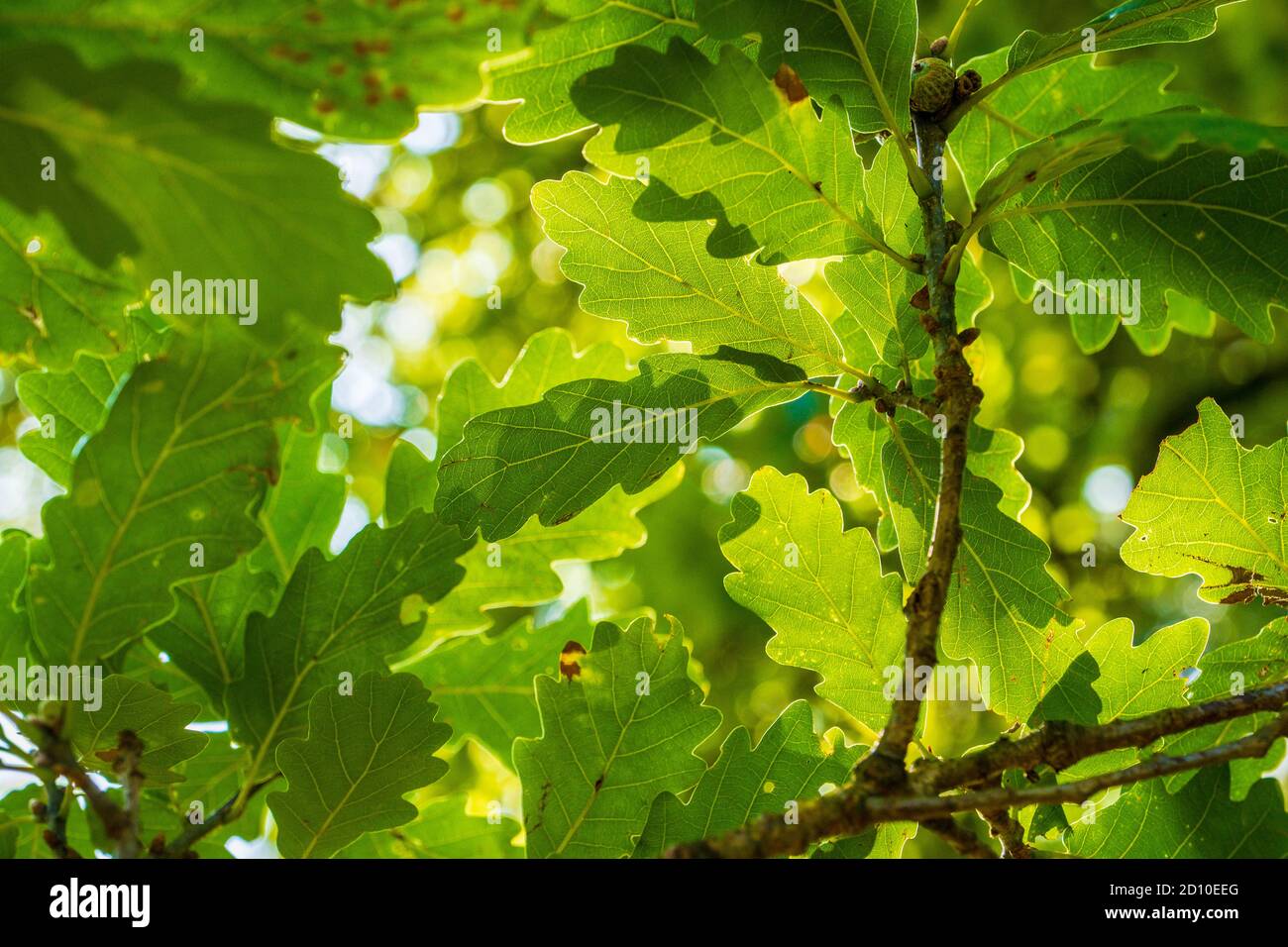 Soleil éclatant à travers la canopée de feuilles d'chêne en anglais bois Banque D'Images