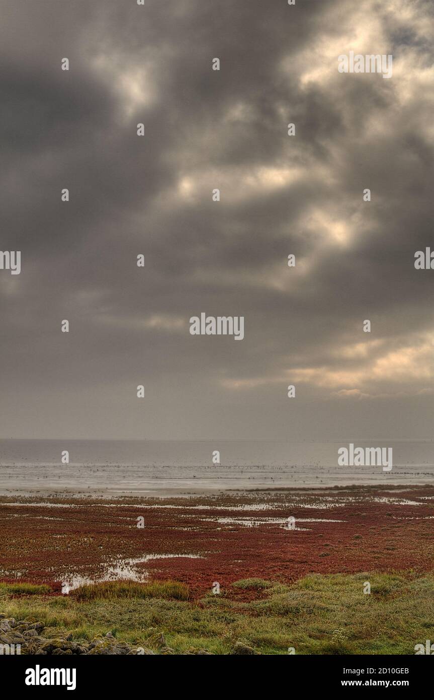 Saltmarsh sur la côte de l'île néerlandaise Schiermonnikoog à l'automne, champ de végétation tolérante au sel, principalement herbacée seepaed et Glasswort, coloration rouge Banque D'Images