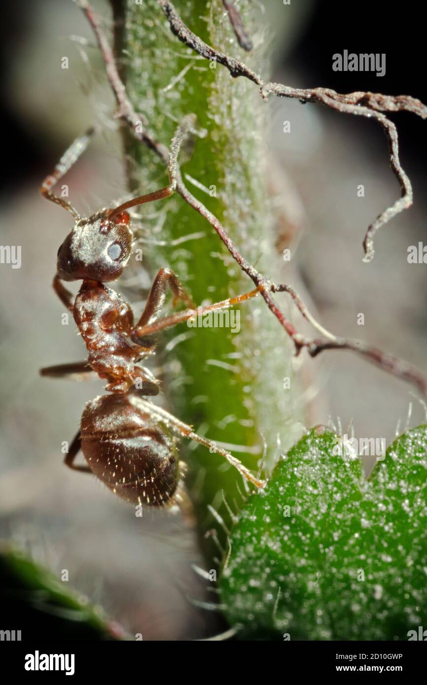 Un fourmis commun de jardin noir du Royaume-Uni, grimpant les épines d'une plante verte. Banque D'Images