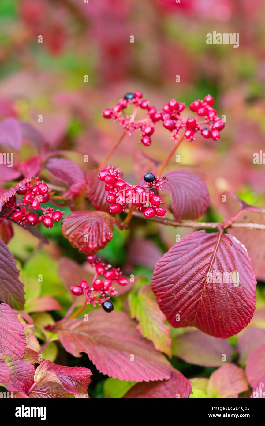 Viburnum plicatum tomentosum en automne avec feuillage pourpre rouge et Baies rouges et noires - Royaume-Uni Banque D'Images