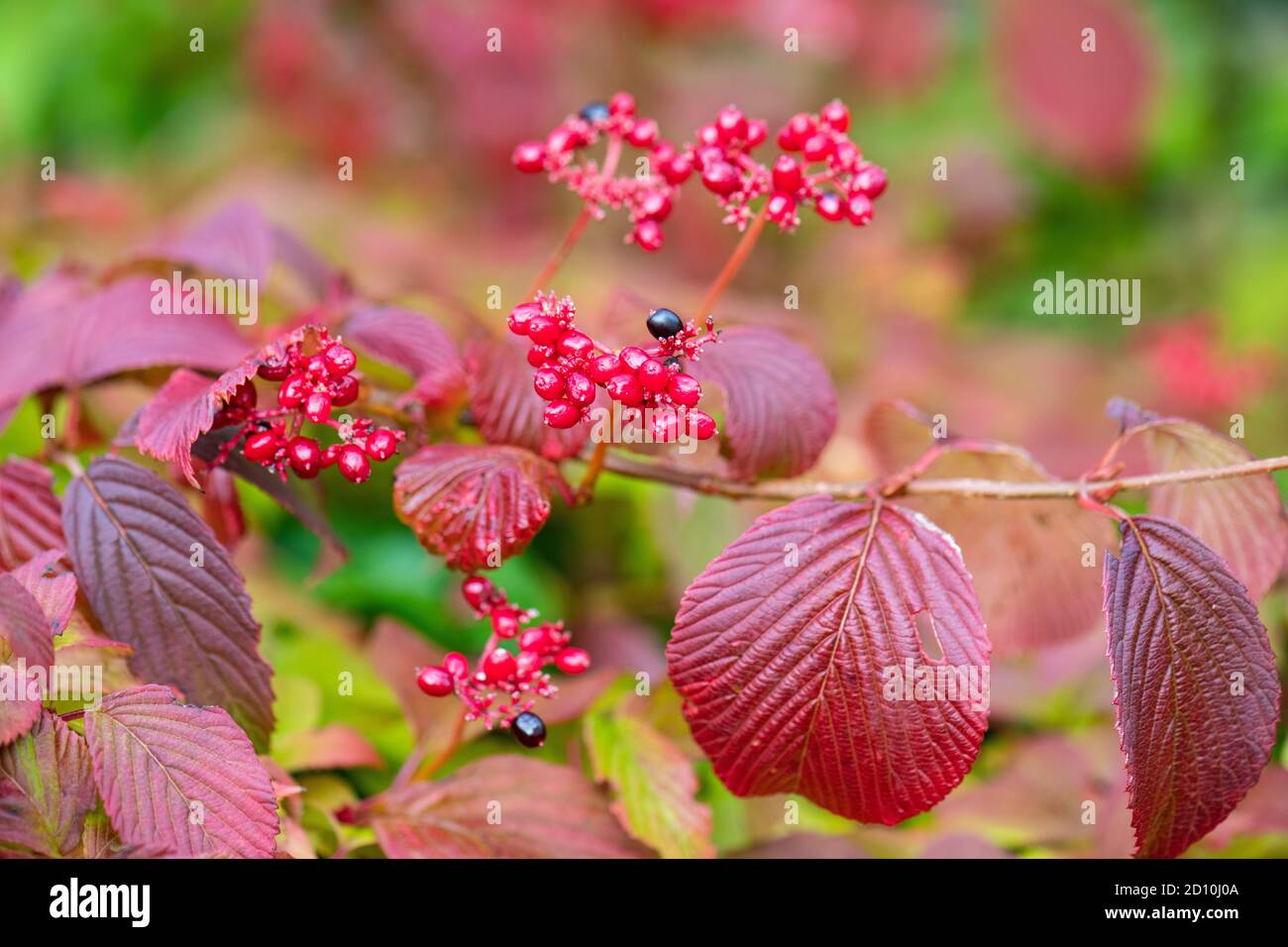 Viburnum plicatum tomentosum en automne avec feuillage pourpre rouge et Baies rouges et noires - Royaume-Uni Banque D'Images