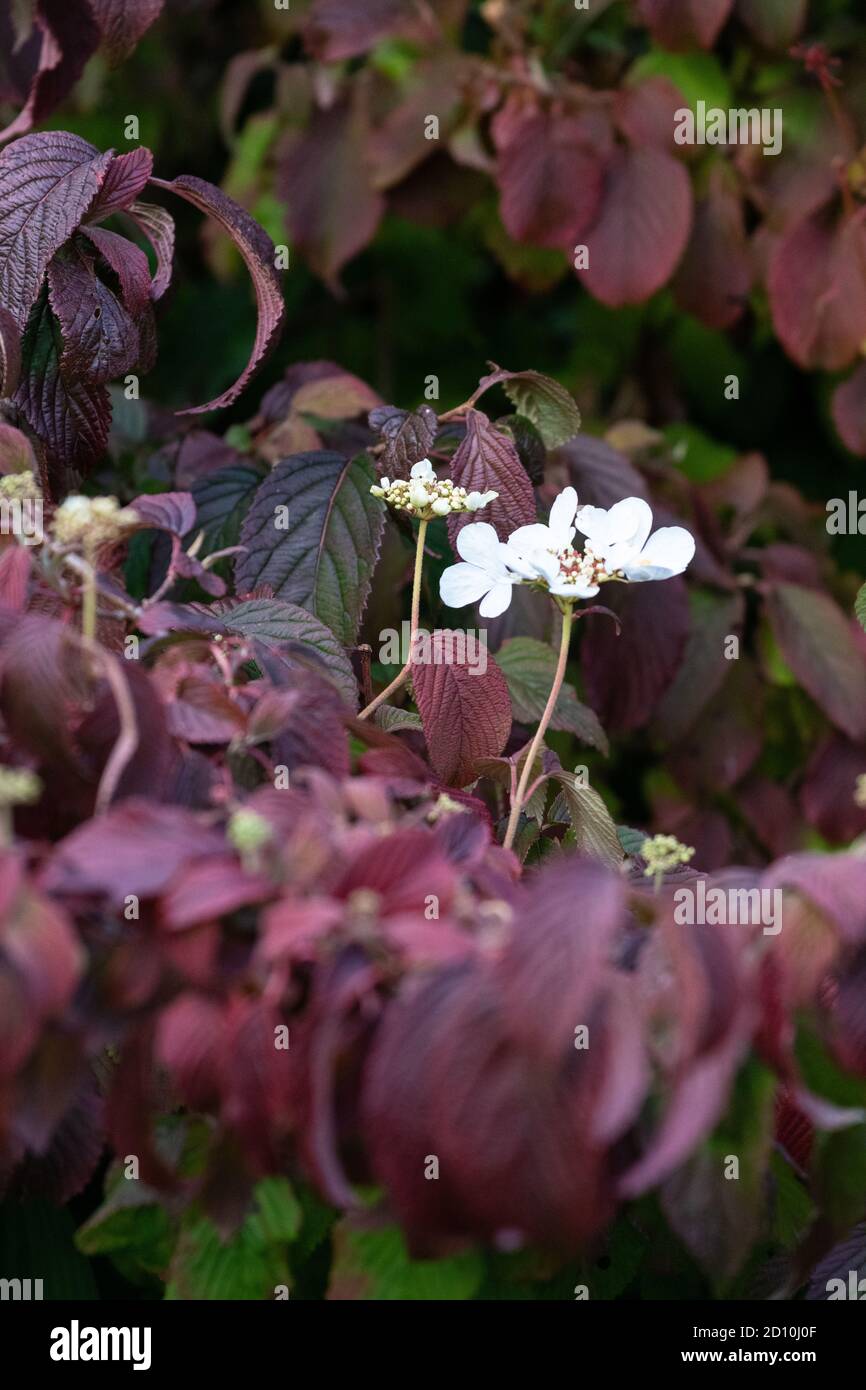 Viburnum plicatum tomentosum en automne - deuxième flush de blanc Fleurs avec feuillage d'automne violet - Royaume-Uni Banque D'Images