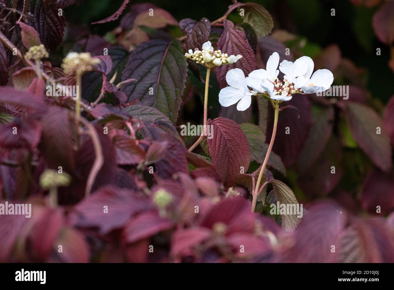 Viburnum plicatum tomentosum en automne - deuxième flush de blanc Fleurs avec feuillage d'automne violet - Royaume-Uni Banque D'Images