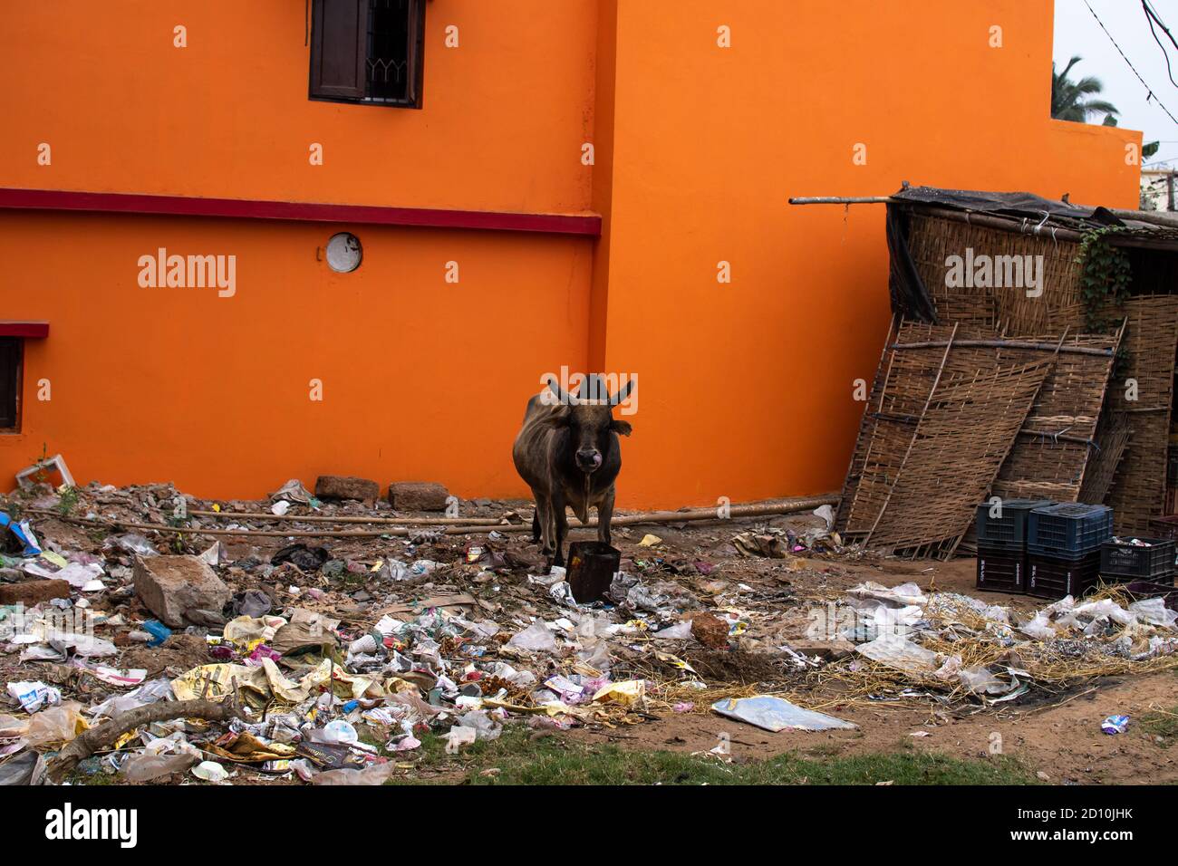 Une vache brune en face d'un bâtiment orange debout dans des tas de déchets plastiques et d'ordures à Chennai, Tamil Nadu, Inde Banque D'Images