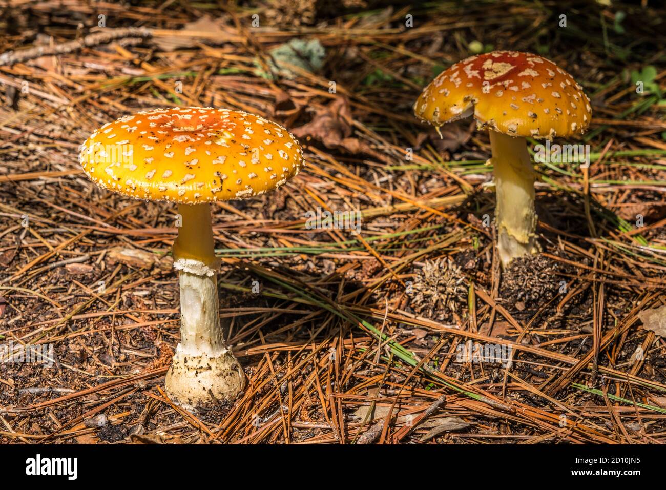 Deux champignons sauvages à chapeau orange qui poussent du sol de la forêt grand et grand avec des taches sur la capuche sur un journée ensoleillée au début de l'automne Banque D'Images