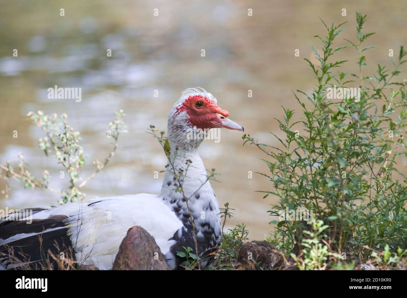 Canard muscovy domestique noir et blanc, avec des caroncles rouge vif sur son visage, profitant du beau temps dans un parc de la ville de Huntsville, Texas. Banque D'Images
