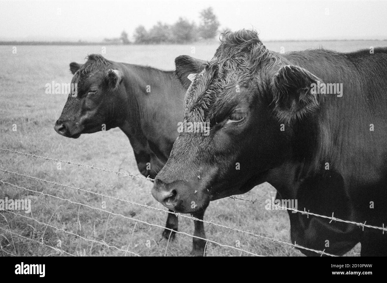 Aberdeen Angus Cross Cows,Medstead, Alton, Hampshire, Angleterre, Royaume-Uni. Banque D'Images