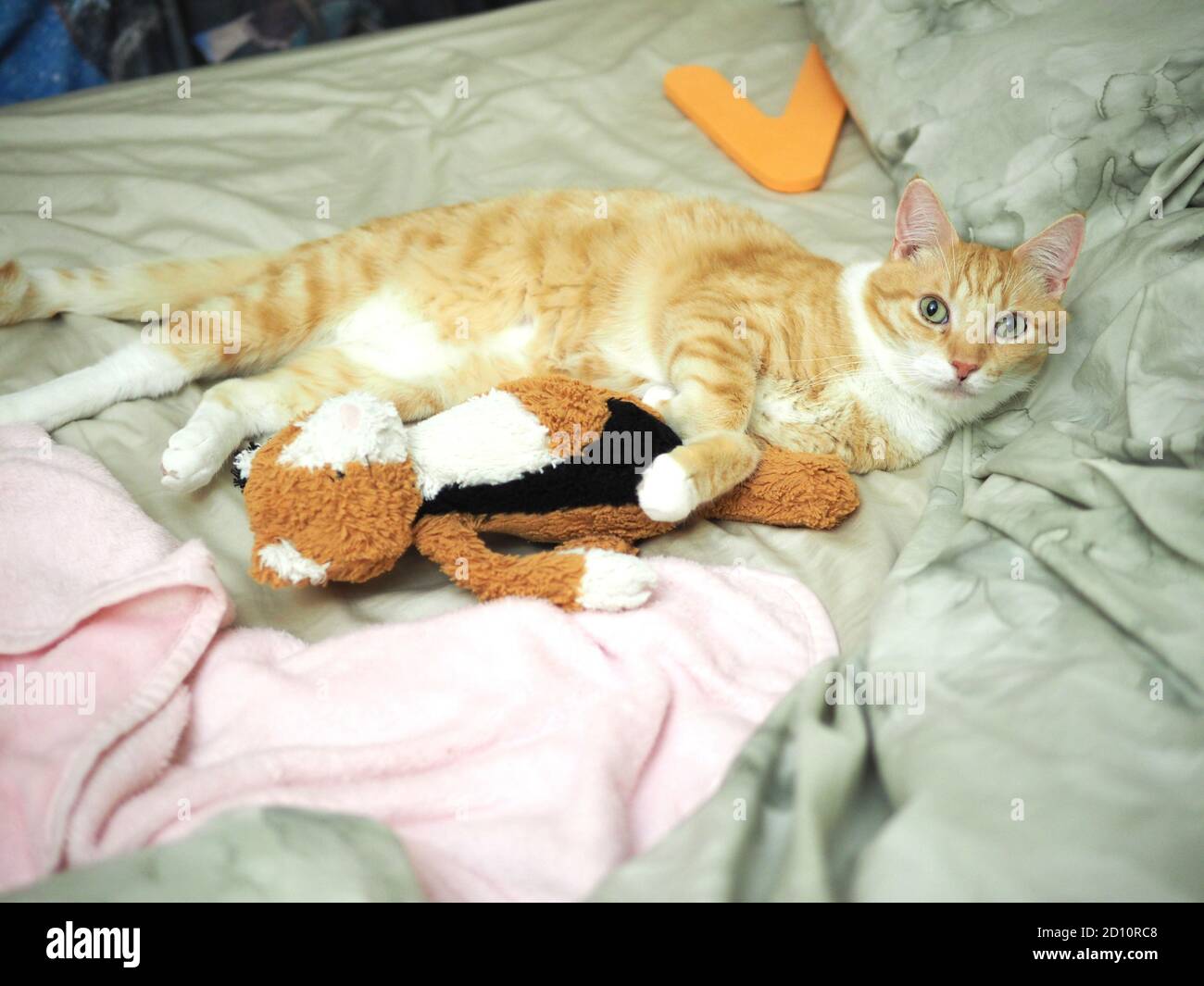 Mika le tabby orange qui se rafraîchi sur le lit Banque D'Images