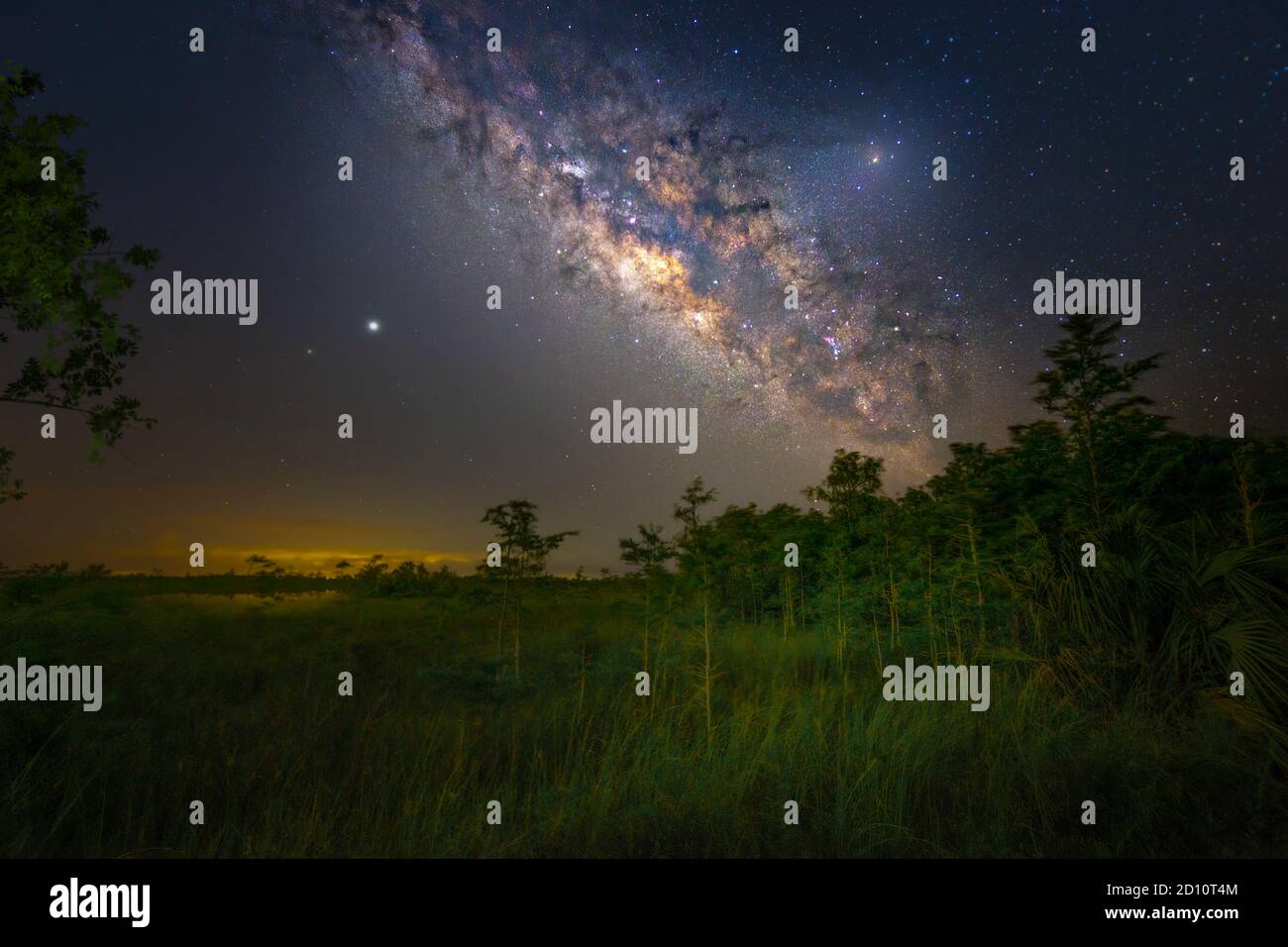 La voie lactée au-dessus de la forêt de cyprès de Dwarf dans le parc national des Everglades. Banque D'Images La voie lactée au-dessus de la forêt de cyprès de Dwarf dans le parc national des Everglades. Banque D'Images