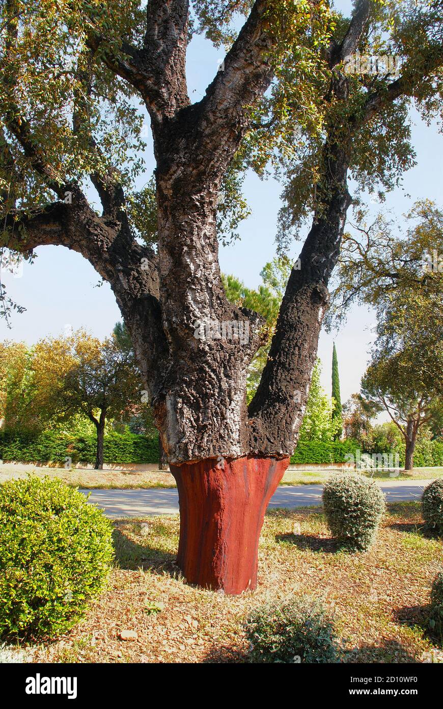 Feuilles et fleurs de chêne-liège isolées sur fond blanc. Banque D'Images