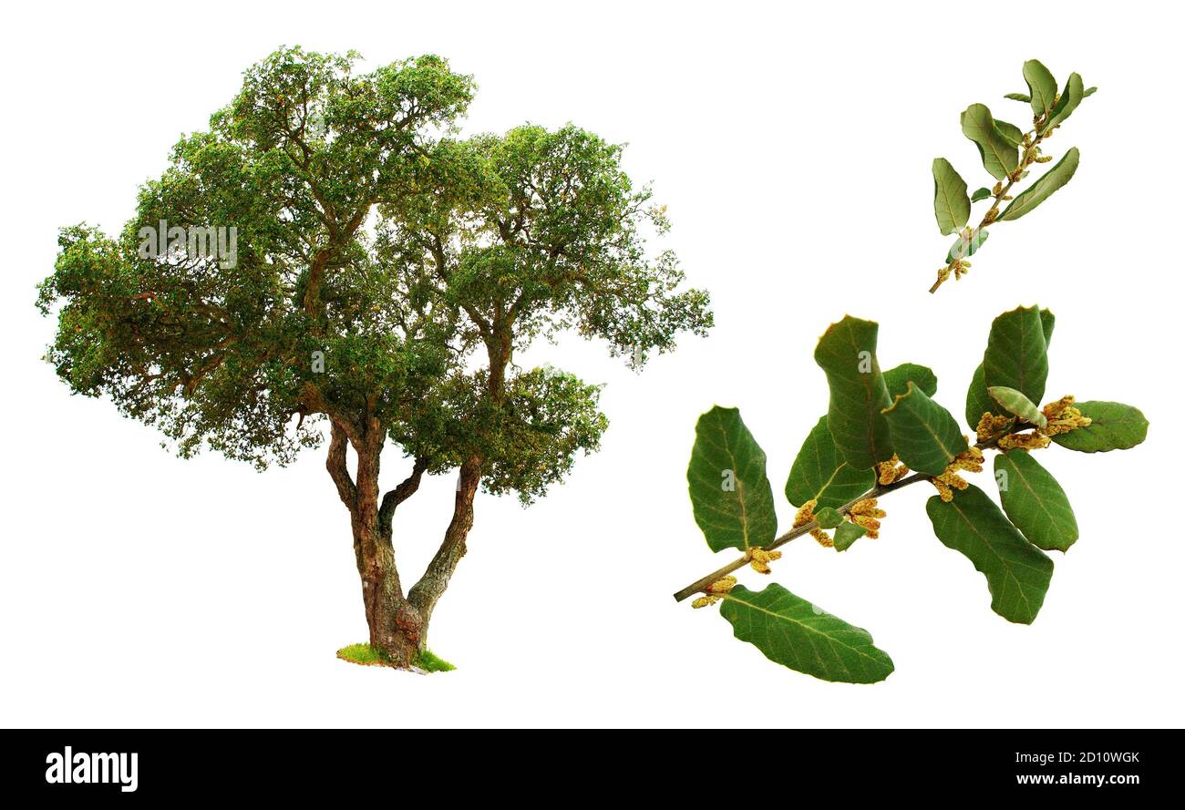 Feuilles et fleurs de chêne-liège isolées sur fond blanc. Banque D'Images