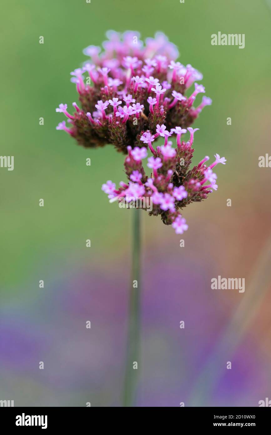 Grappe de fleurs de la plante des champs (Verbena bonariensis) dans un jardin. Banque D'Images
