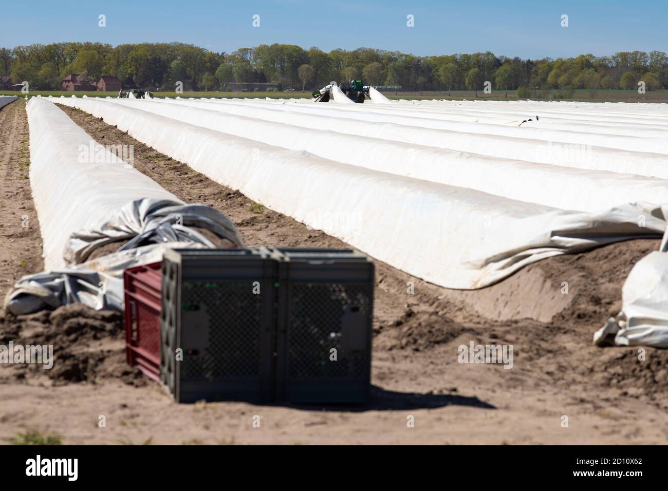 Champ d'asperges pendant la saison de récolte avec des travailleurs migrants, mains agricoles en arrière-plan Banque D'Images