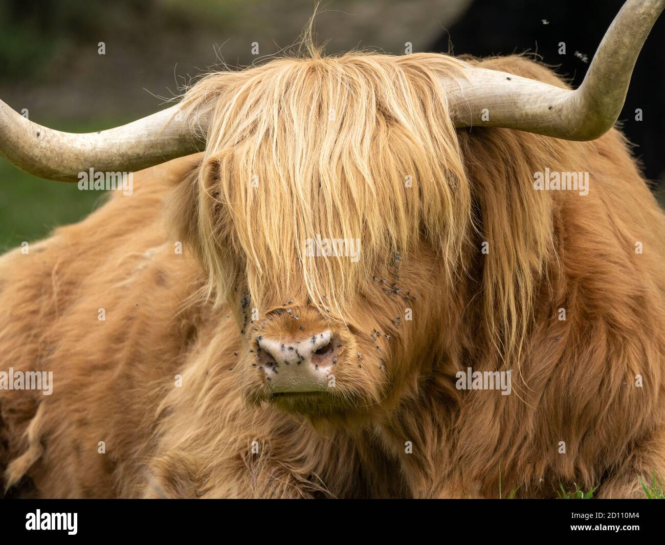 Gros plan sur Highland Cattle Head Banque D'Images