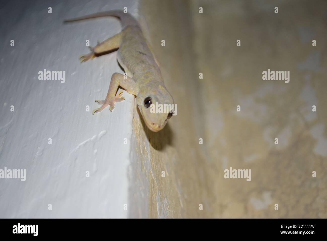 Common House Lizard sur le mur, gros plan Animal Reptile Dragon Banque D'Images