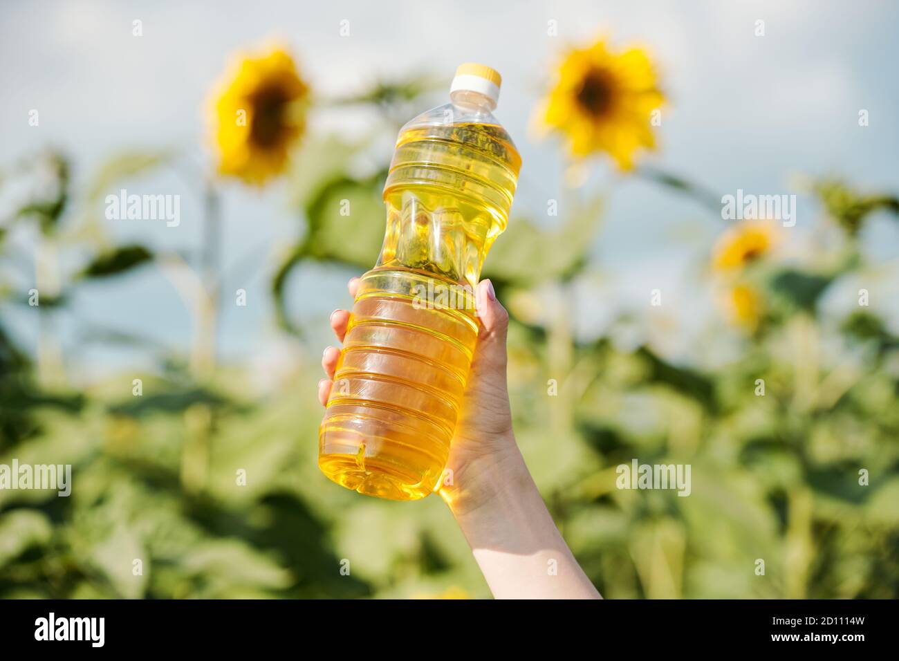 Main de jeune femme paysanne contemporaine tenant une bouteille avec frais huile de tournesol Banque D'Images
