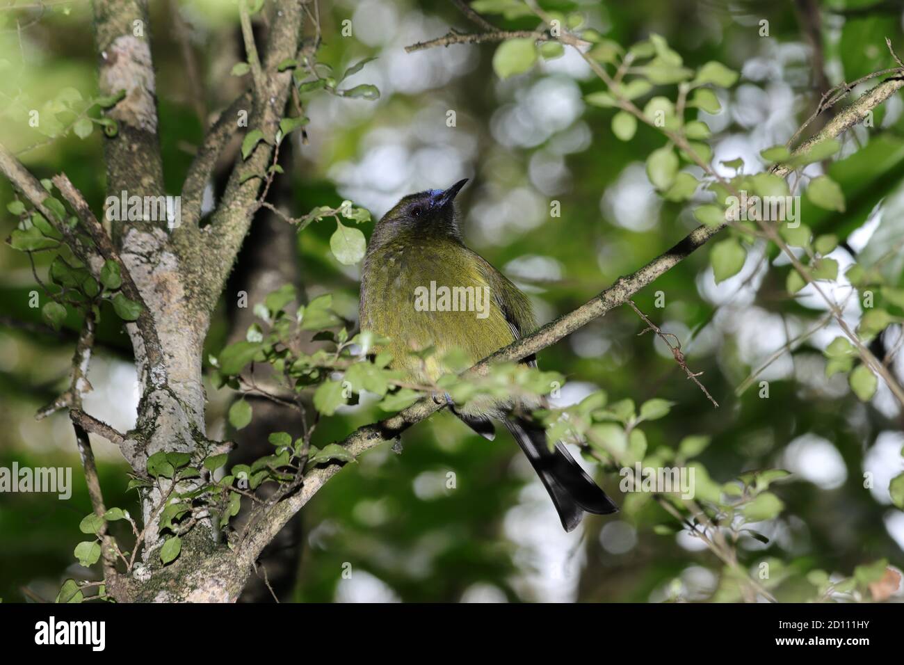 Le grogner de Nouvelle-Zélande (Anthornis melanura), également connu sous le nom de Māori korimako et makomako, est un oiseau de sérine endémique à la Nouvelle-Zélande. Banque D'Images