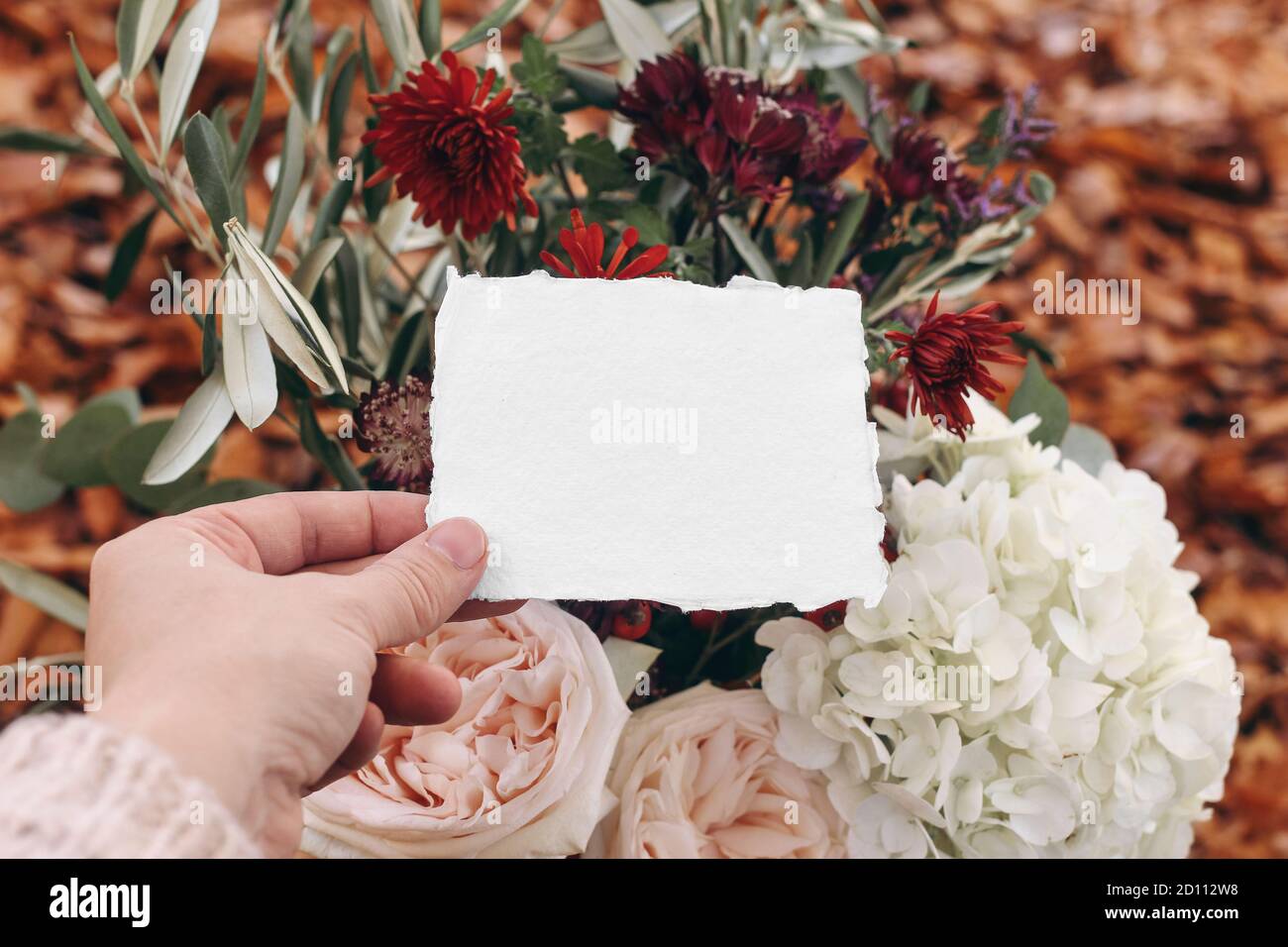 Mariage d'automne, ambiance de maquette d'anniversaire, composition avec branches d'olive et fleurs roses. Gros plan des mains de la femme tenant une carte de vœux vierge Banque D'Images