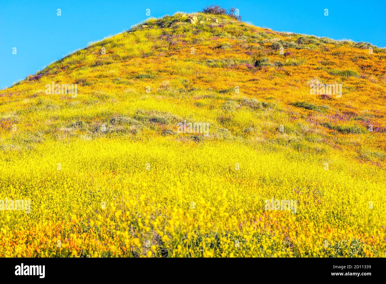 Fleurs sauvages fleurissent dans Walker Canyon au mois de mars. Lac Elsinore, Californie, États-Unis. Banque D'Images