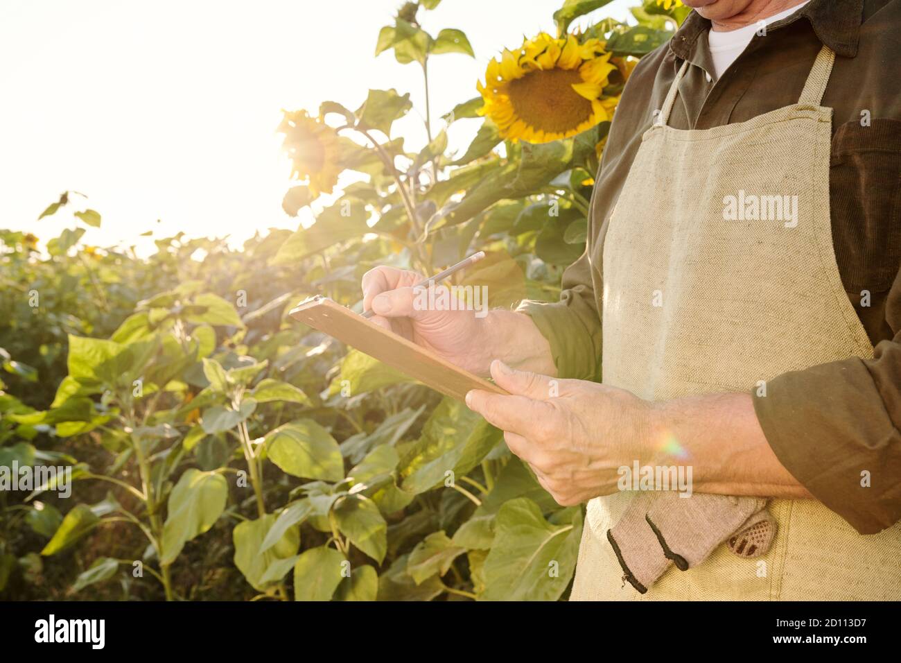 Mains de fermier mâle senior dans la fabrication de tablier et de chemise notes dans le document Banque D'Images