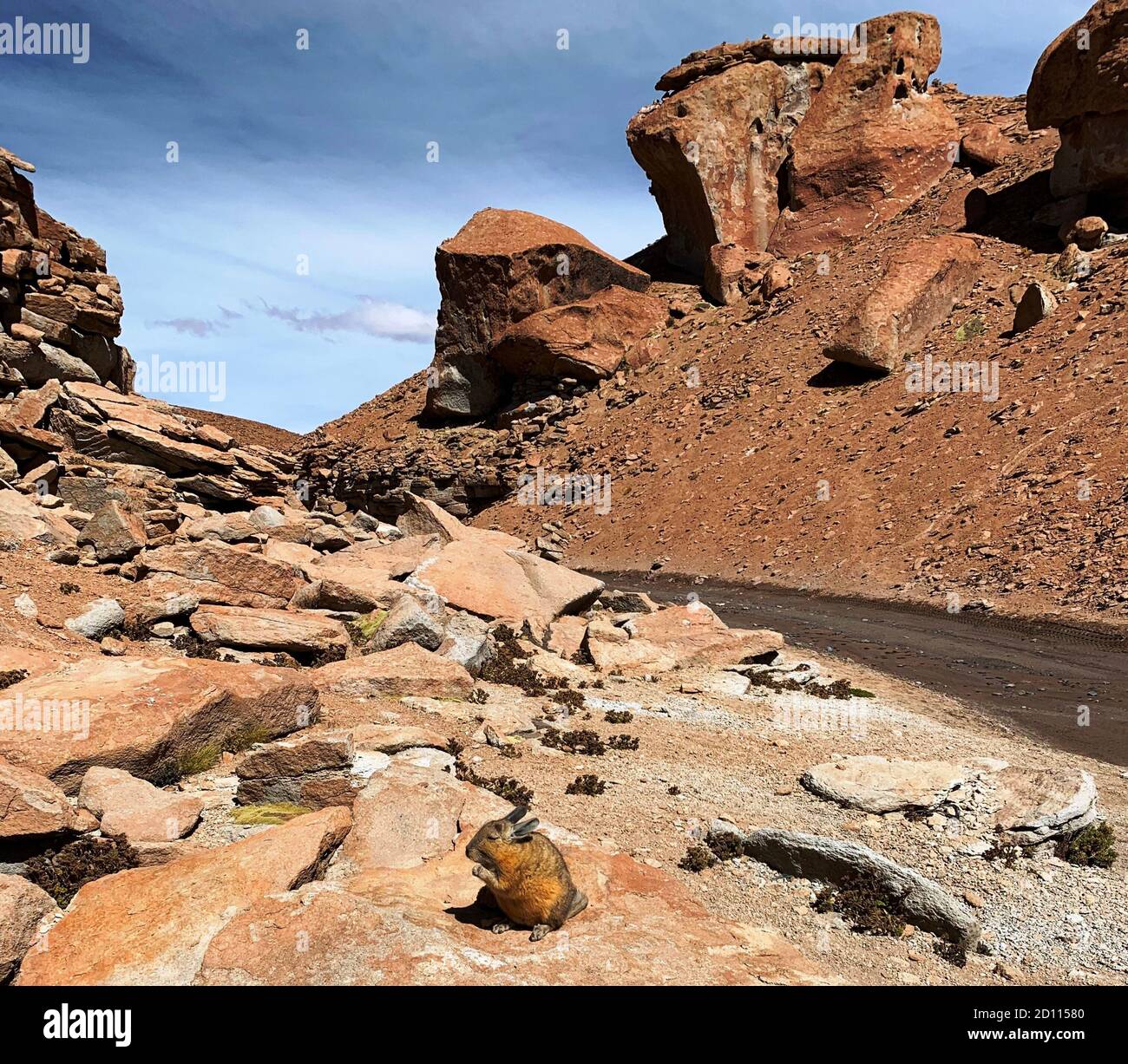 Le rongeur d'animaux sauvages Viscacha Viscacia Lagidium est installé sur une pierre au bord du canyon rocheux pittoresque des Andes, la Bolivie, comme un lapin. Banque D'Images