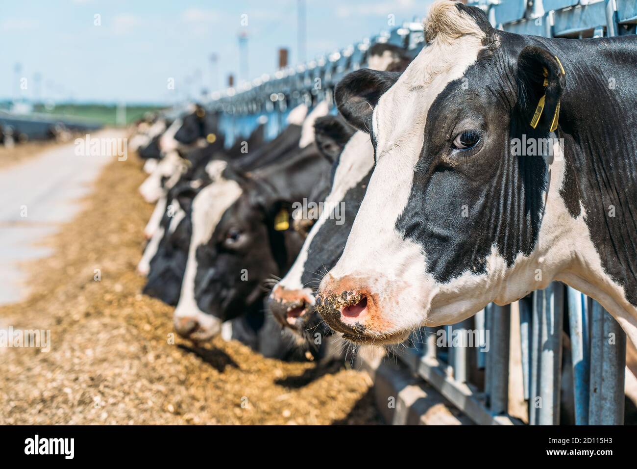Vaches dans la ferme laitière. Vaches se reproduisant dans une ferme laitière moderne. Banque D'Images