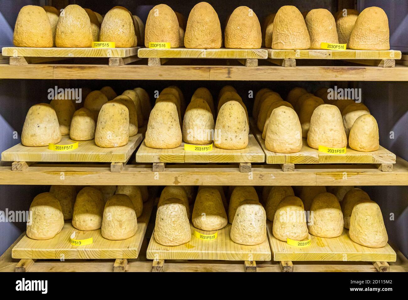 Zincarlin dans la cave.Trois âges sont stockés ici.Les cônes de fromage sont lavés presque tous les jours avec du vin blanc pendant deux mois.Production du traditionnel fromage Zinkalin dans la vallée de Muggio au Tessin, Circolo di Mendrisio, Suisse Banque D'Images