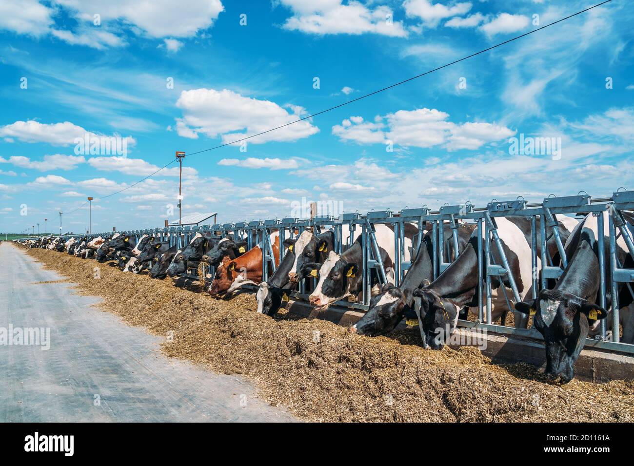 Vaches Holstein dans le cheptel dans la ferme laitière, l'agriculture industrielle. Banque D'Images