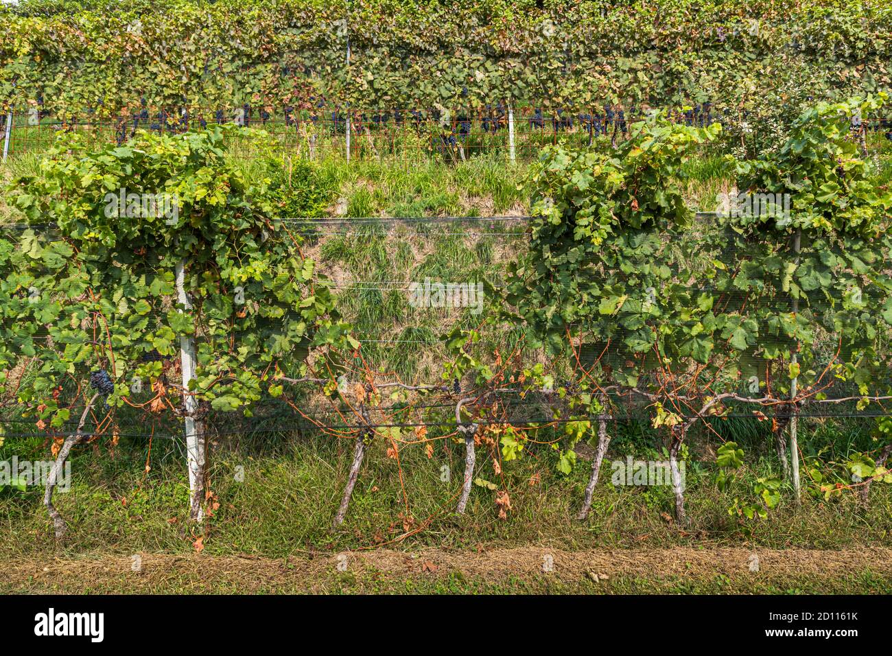 Vendange au Tessin, Circolo di Balerna, Suisse Banque D'Images