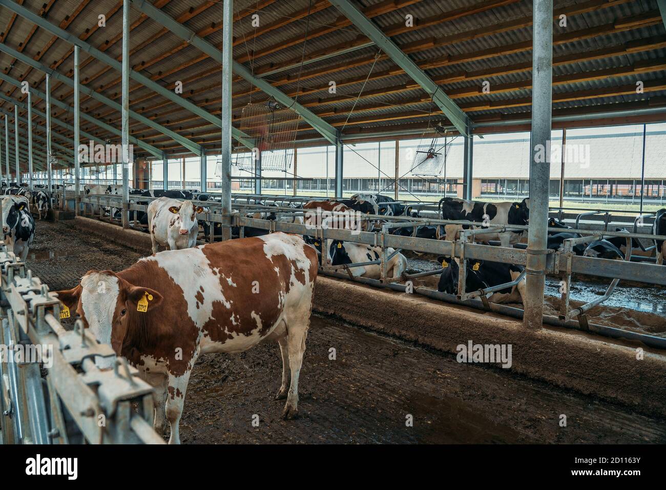 Les vaches mangent du foin dans la ferme laitière, dans le bassin de cowshed, production industrielle de lait Banque D'Images