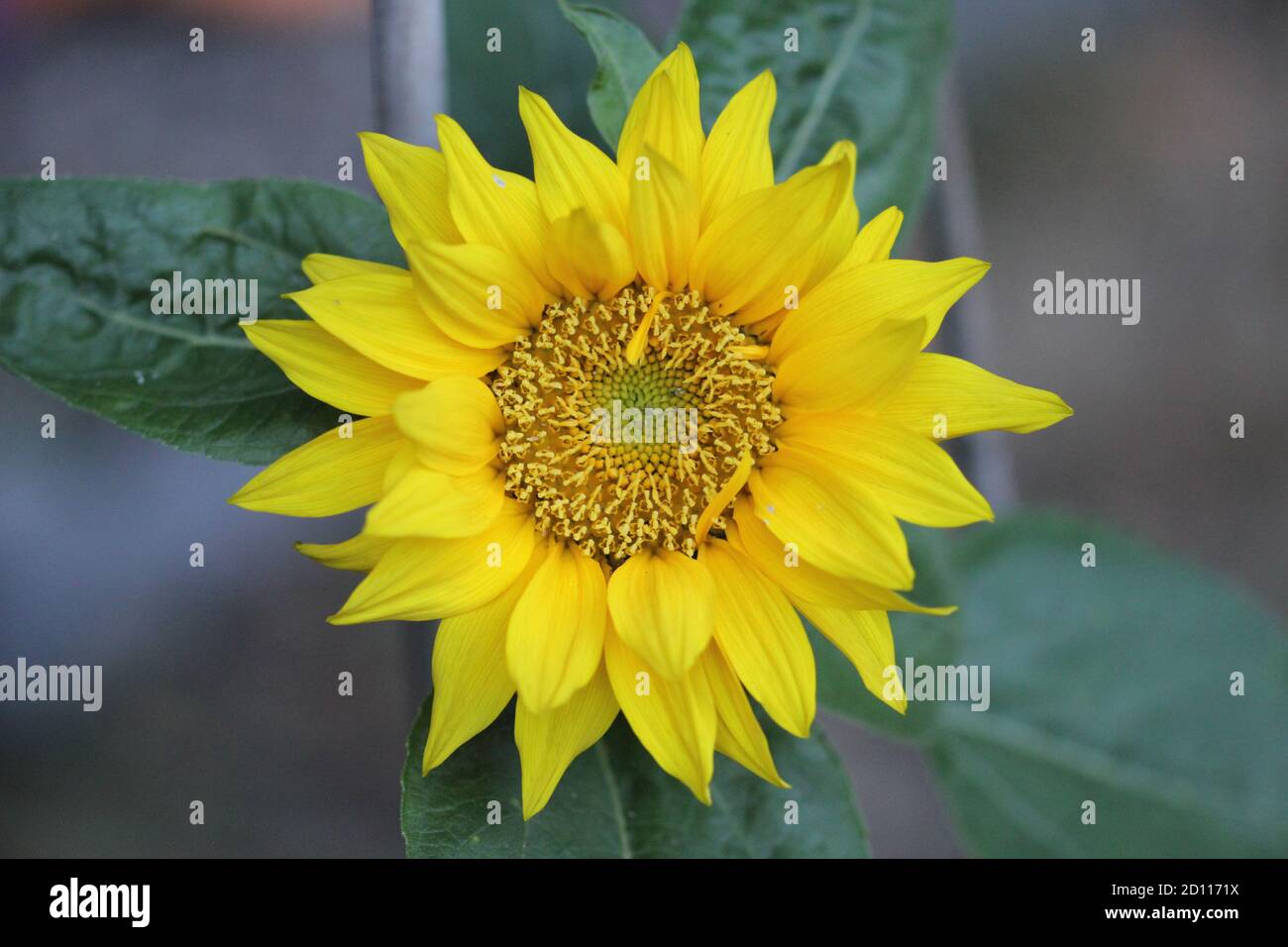 Tournesol rond jaune vert et gros plan Banque D'Images